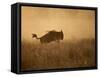 Tanzania, Serengeti; a Gnu Leaps Through the Grass-Niels Van Gijn-Framed Stretched Canvas