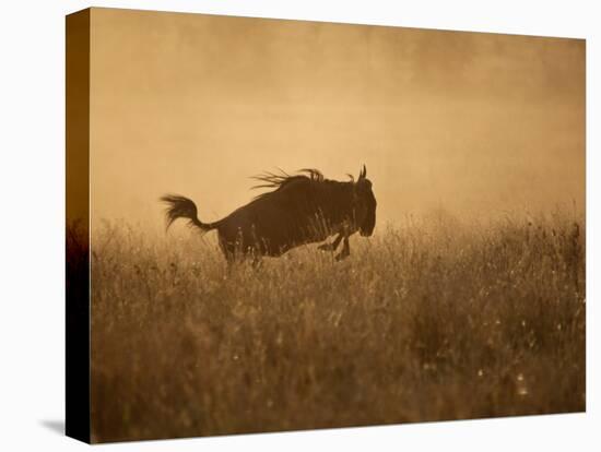 Tanzania, Serengeti; a Gnu Leaps Through the Grass-Niels Van Gijn-Stretched Canvas