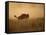 Tanzania, Serengeti; a Gnu Leaps Through the Grass-Niels Van Gijn-Framed Stretched Canvas