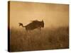 Tanzania, Serengeti; a Gnu Leaps Through the Grass-Niels Van Gijn-Stretched Canvas