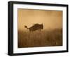 Tanzania, Serengeti; a Gnu Leaps Through the Grass-Niels Van Gijn-Framed Photographic Print