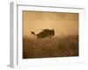 Tanzania, Serengeti; a Gnu Leaps Through the Grass-Niels Van Gijn-Framed Photographic Print