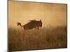 Tanzania, Serengeti; a Gnu Leaps Through the Grass-Niels Van Gijn-Mounted Photographic Print