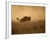 Tanzania, Serengeti; a Gnu Leaps Through the Grass-Niels Van Gijn-Framed Photographic Print