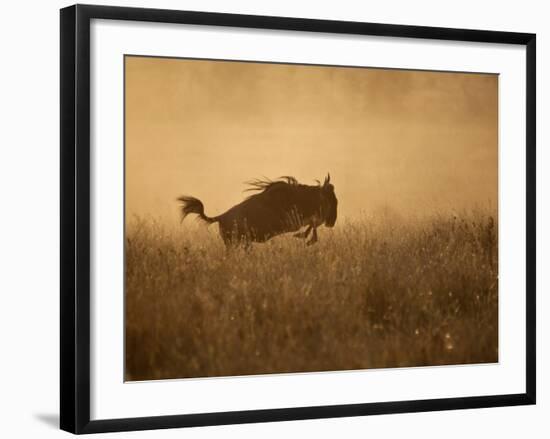 Tanzania, Serengeti; a Gnu Leaps Through the Grass-Niels Van Gijn-Framed Photographic Print