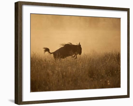 Tanzania, Serengeti; a Gnu Leaps Through the Grass-Niels Van Gijn-Framed Photographic Print