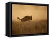 Tanzania, Serengeti; a Gnu Leaps Through the Grass-Niels Van Gijn-Framed Stretched Canvas