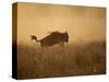 Tanzania, Serengeti; a Gnu Leaps Through the Grass-Niels Van Gijn-Stretched Canvas