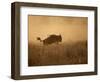 Tanzania, Serengeti; a Gnu Leaps Through the Grass-Niels Van Gijn-Framed Photographic Print