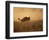 Tanzania, Serengeti; a Gnu Leaps Through the Grass-Niels Van Gijn-Framed Photographic Print