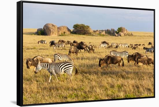 Tanzania, The Serengeti. Herd animals graze together on the plains with kopjes in the distance.-Ellen Goff-Framed Stretched Canvas