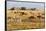 Tanzania, The Serengeti. Herd animals graze together on the plains with kopjes in the distance.-Ellen Goff-Framed Stretched Canvas