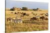 Tanzania, The Serengeti. Herd animals graze together on the plains with kopjes in the distance.-Ellen Goff-Stretched Canvas