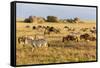 Tanzania, The Serengeti. Herd animals graze together on the plains with kopjes in the distance.-Ellen Goff-Framed Stretched Canvas