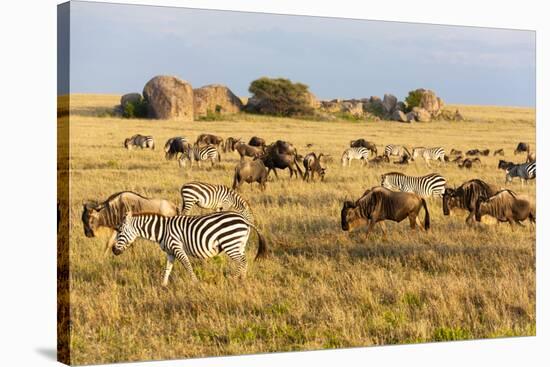Tanzania, The Serengeti. Herd animals graze together on the plains with kopjes in the distance.-Ellen Goff-Stretched Canvas