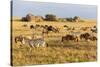 Tanzania, The Serengeti. Herd animals graze together on the plains with kopjes in the distance.-Ellen Goff-Stretched Canvas