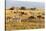 Tanzania, The Serengeti. Herd animals graze together on the plains with kopjes in the distance.-Ellen Goff-Stretched Canvas