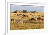 Tanzania, The Serengeti. Herd animals graze together on the plains with kopjes in the distance.-Ellen Goff-Framed Photographic Print