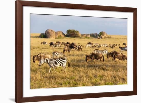 Tanzania, The Serengeti. Herd animals graze together on the plains with kopjes in the distance.-Ellen Goff-Framed Photographic Print