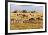 Tanzania, The Serengeti. Herd animals graze together on the plains with kopjes in the distance.-Ellen Goff-Framed Photographic Print