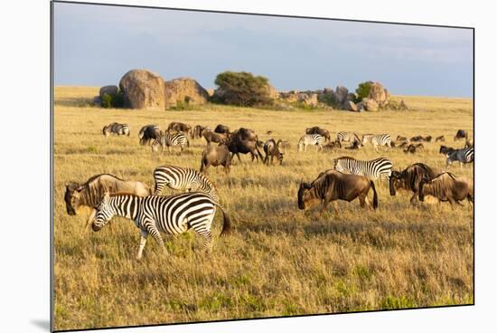 Tanzania, The Serengeti. Herd animals graze together on the plains with kopjes in the distance.-Ellen Goff-Mounted Photographic Print