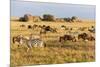 Tanzania, The Serengeti. Herd animals graze together on the plains with kopjes in the distance.-Ellen Goff-Mounted Photographic Print