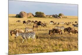 Tanzania, The Serengeti. Herd animals graze together on the plains with kopjes in the distance.-Ellen Goff-Mounted Photographic Print