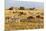 Tanzania, The Serengeti. Herd animals graze together on the plains with kopjes in the distance.-Ellen Goff-Mounted Photographic Print