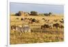 Tanzania, The Serengeti. Herd animals graze together on the plains with kopjes in the distance.-Ellen Goff-Framed Photographic Print