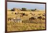 Tanzania, The Serengeti. Herd animals graze together on the plains with kopjes in the distance.-Ellen Goff-Framed Photographic Print