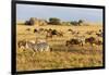 Tanzania, The Serengeti. Herd animals graze together on the plains with kopjes in the distance.-Ellen Goff-Framed Photographic Print