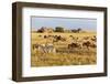 Tanzania, The Serengeti. Herd animals graze together on the plains with kopjes in the distance.-Ellen Goff-Framed Photographic Print