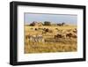 Tanzania, The Serengeti. Herd animals graze together on the plains with kopjes in the distance.-Ellen Goff-Framed Photographic Print