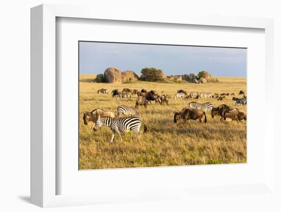 Tanzania, The Serengeti. Herd animals graze together on the plains with kopjes in the distance.-Ellen Goff-Framed Photographic Print