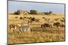 Tanzania, The Serengeti. Herd animals graze together on the plains with kopjes in the distance.-Ellen Goff-Mounted Photographic Print