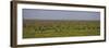 Tanzania, Wildebeest-Ralph H^ Bendjebar-Framed Photographic Print