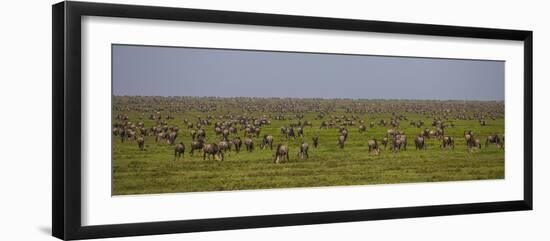 Tanzania, Wildebeest-Ralph H^ Bendjebar-Framed Photographic Print