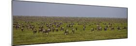 Tanzania, Wildebeest-Ralph H^ Bendjebar-Mounted Photographic Print