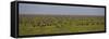 Tanzania, Wildebeest-Ralph H^ Bendjebar-Framed Stretched Canvas