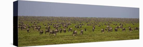 Tanzania, Wildebeest-Ralph H^ Bendjebar-Stretched Canvas