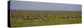 Tanzania, Wildebeest-Ralph H^ Bendjebar-Stretched Canvas