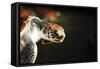 Tanzania, Zanzibar, Nungwi, Mnarani Aquarium, Flying Turtles-Anthony Asael-Framed Stretched Canvas