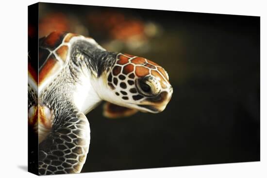 Tanzania, Zanzibar, Nungwi, Mnarani Aquarium, Flying Turtles-Anthony Asael-Stretched Canvas