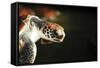 Tanzania, Zanzibar, Nungwi, Mnarani Aquarium, Flying Turtles-Anthony Asael-Framed Stretched Canvas