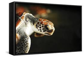 Tanzania, Zanzibar, Nungwi, Mnarani Aquarium, Flying Turtles-Anthony Asael-Framed Stretched Canvas