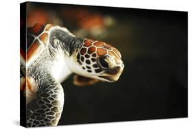 Tanzania, Zanzibar, Nungwi, Mnarani Aquarium, Flying Turtles-Anthony Asael-Stretched Canvas