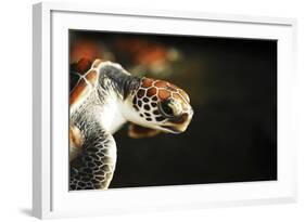 Tanzania, Zanzibar, Nungwi, Mnarani Aquarium, Flying Turtles-Anthony Asael-Framed Photographic Print