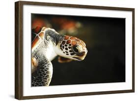 Tanzania, Zanzibar, Nungwi, Mnarani Aquarium, Flying Turtles-Anthony Asael-Framed Photographic Print