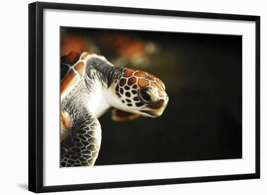 Tanzania, Zanzibar, Nungwi, Mnarani Aquarium, Flying Turtles-Anthony Asael-Framed Photographic Print