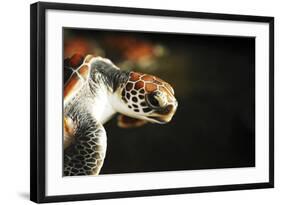 Tanzania, Zanzibar, Nungwi, Mnarani Aquarium, Flying Turtles-Anthony Asael-Framed Photographic Print